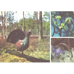 Mängiv metsis, paju isasurvad, sinilill, 1977
