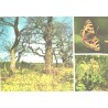 Tammed kevadel, väike koerliblikas, nurmenukud, 1977