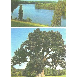 Piigandi järv Kanepi lähedal, Tamme-Lauri tamm Urvastes, 1984