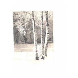 talvine mets eestis, Tellimus nr. 937 1968