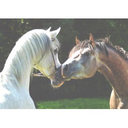 Valge ja pruun hobune, araabia