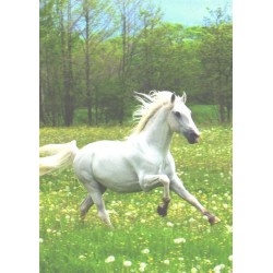 Jooksev valge hobune