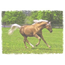 Jooksev pruun hobune