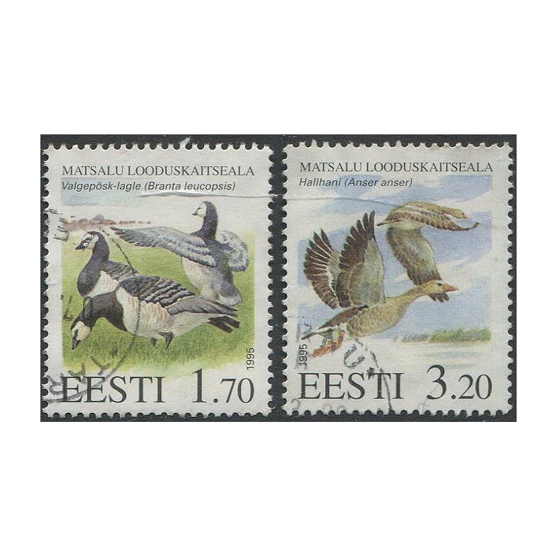 Eesti margisari Matsalu looduskaitseala 1995, Valgepõsk lagle ja Hallhani