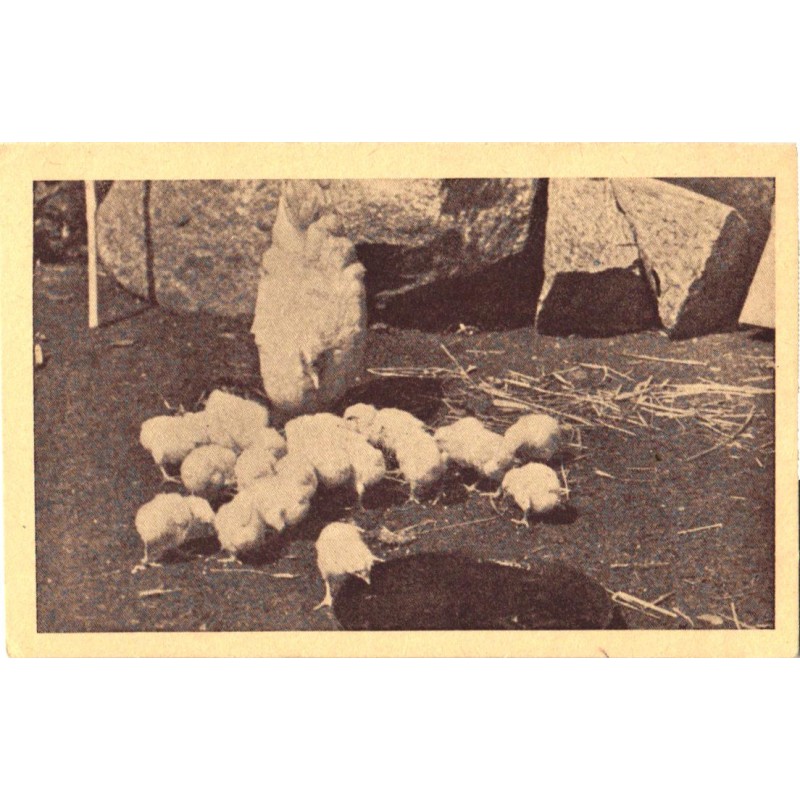 Kana koos tibudega, enne 1945